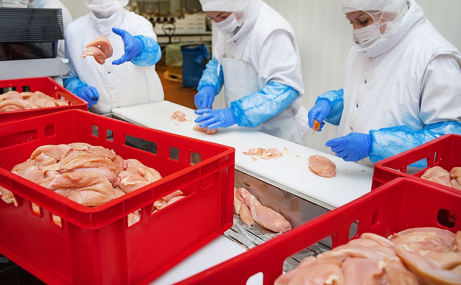 Chicken fillet production line . Factory for the production of food from meat.Meat processing in food industry.Packing of meat slices in boxes on a conveyor belt.